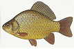 karasik s toporom